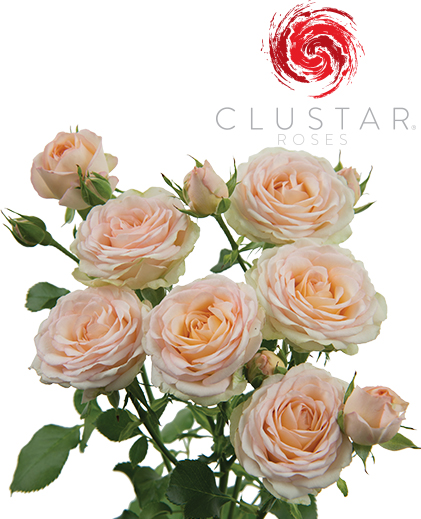 Clustar Roses